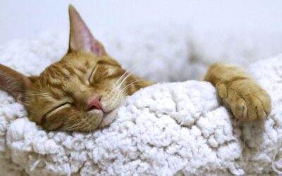 Blog 4 Τα στάδια του ύπνου και τι συμβαίνει σε αυτά